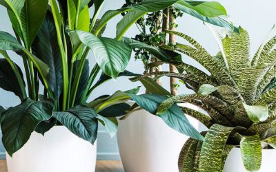 Moving Plants Safely During Cold Winter Weather